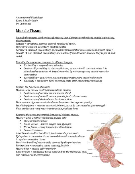 Active Transport E. . Anatomy and physiology exam 3 pdf